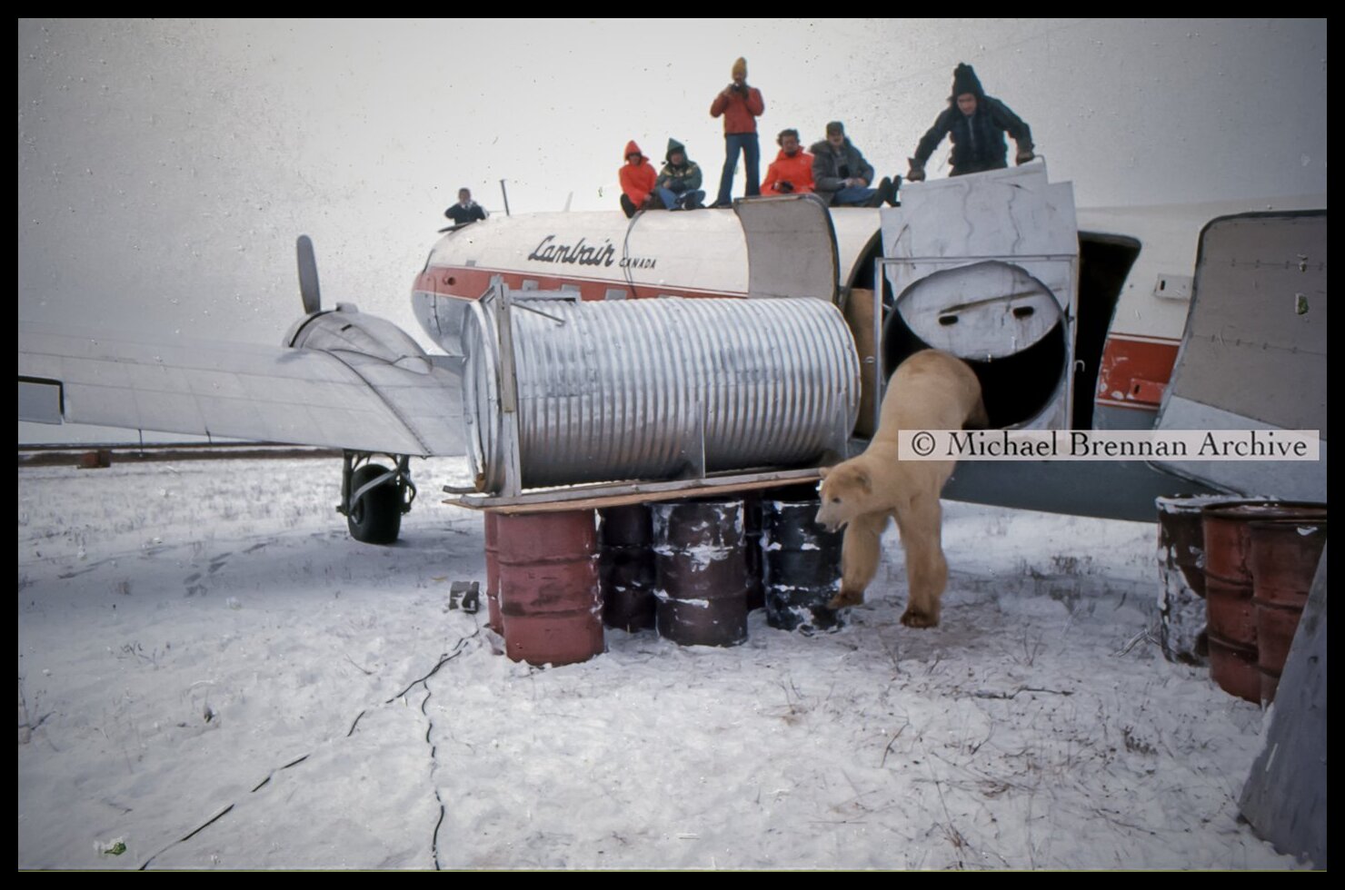Polar Bears Relocation — Kaskatamma, Manitoba · Oct 1976