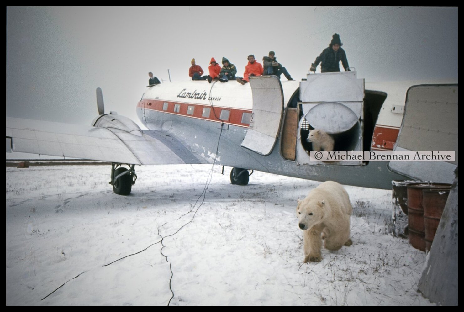 Polar Bear Mother and Cub Relocation — Kaskatamma, Manitoba · Oct 1976