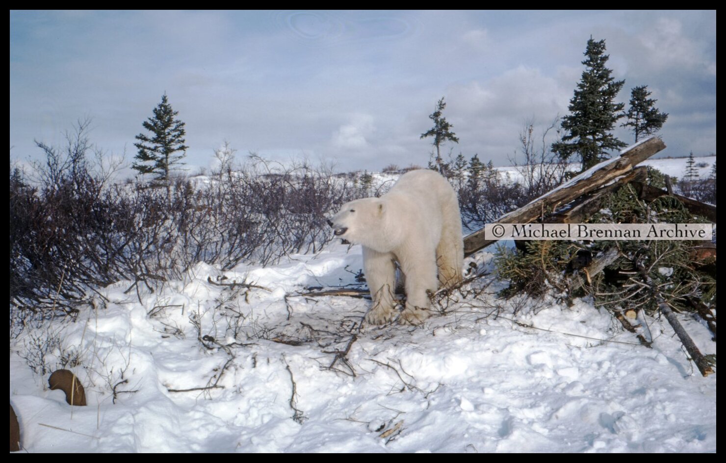 Polar Bear Mother and Cub Relocation — Kaskatamma, Manitoba · Oct 1976