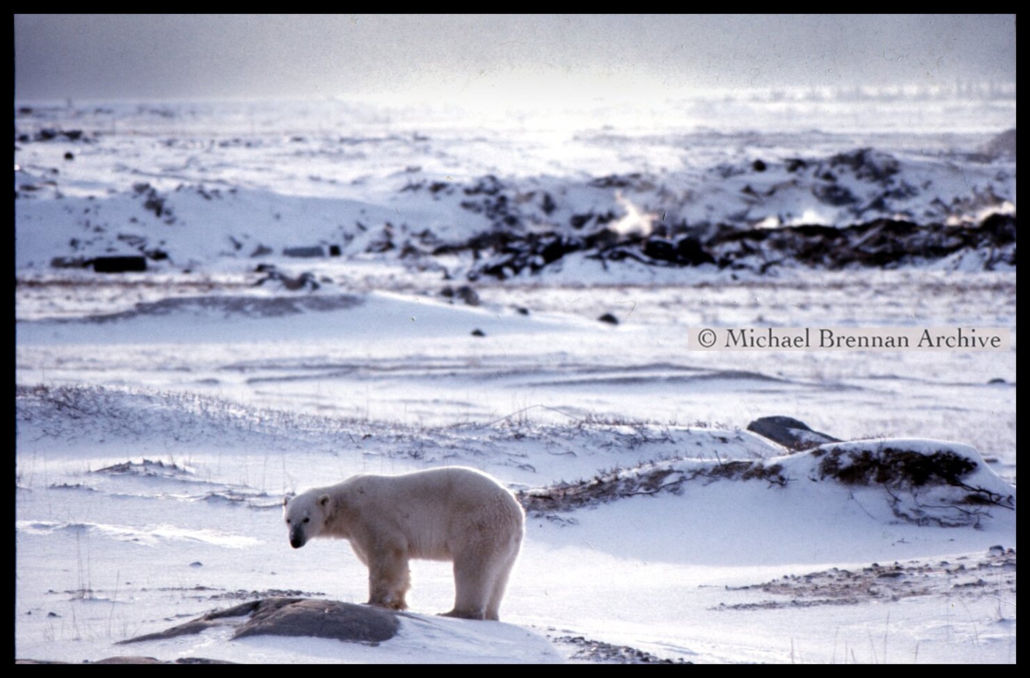 Polar Bear Mother and Cub Relocation — Kaskatamma, Manitoba · Oct 1976