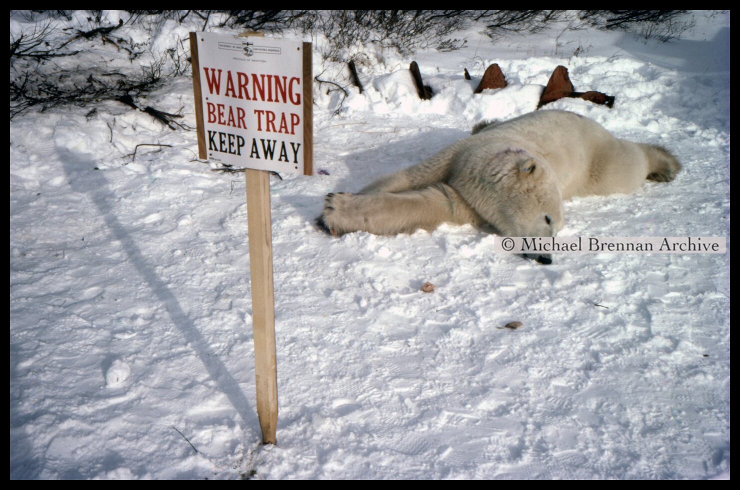 Polar Bear Mother and Cub Relocation — Kaskatamma, Manitoba · Oct 1976