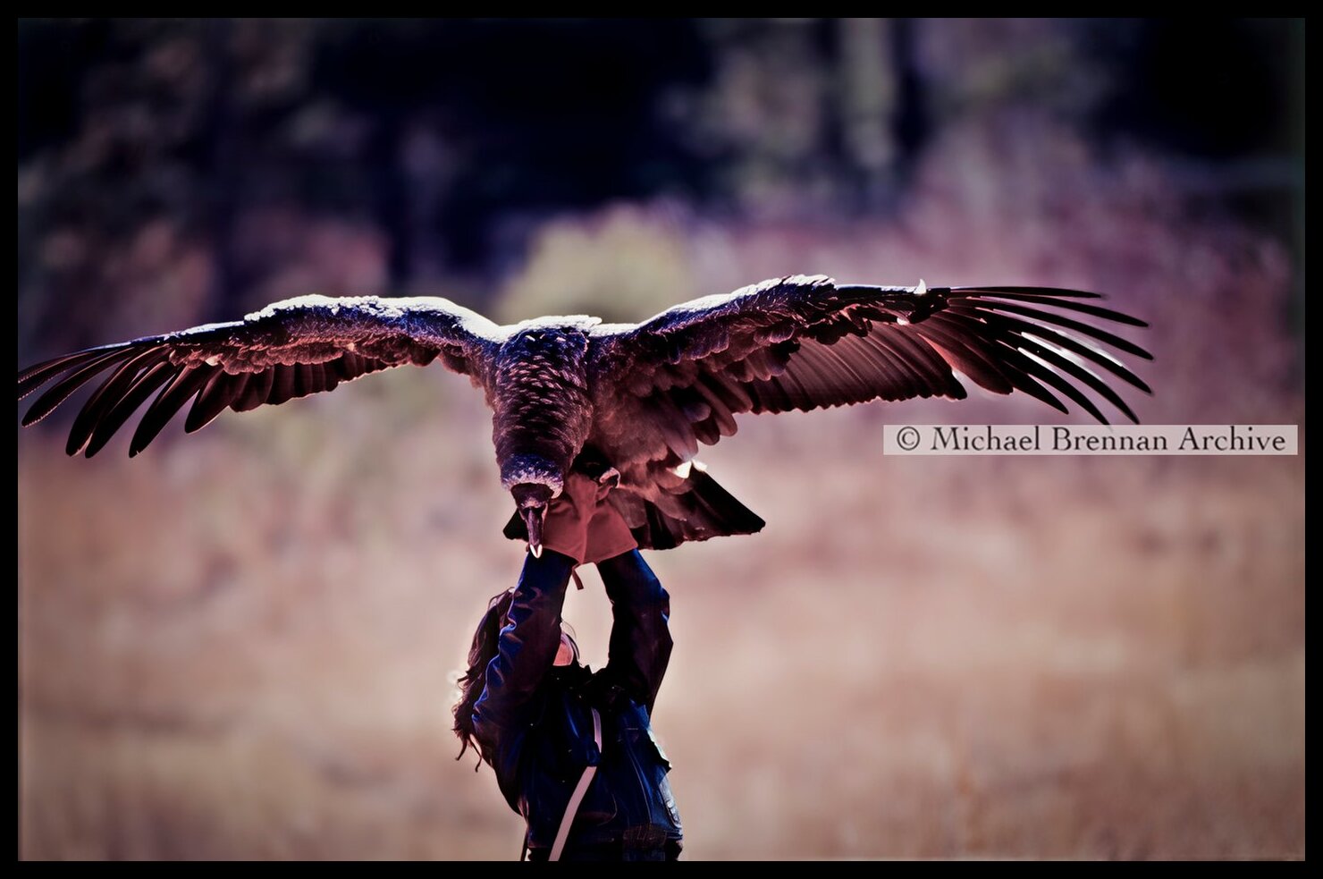 Andean Condor Flight — Greenwich, Connecticut · 2003